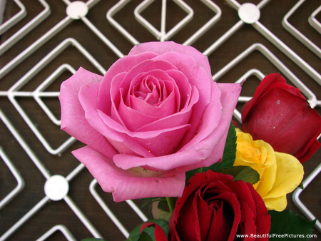 THE BEAUTY OF ROSES - red, yellow, roses, pink