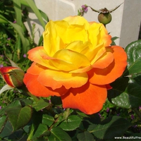 ORANGE YELLOW ROSE