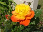 ORANGE YELLOW ROSE