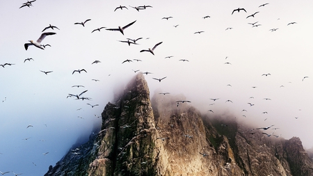 migration thru the mist - cliff, mist, mountain, birds