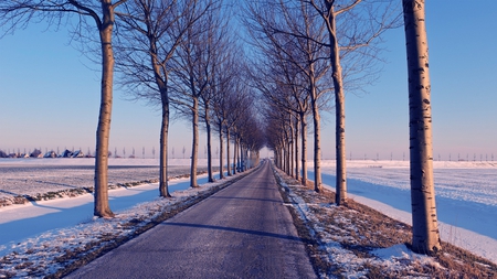 beautiful wintery lined road - winter, town, road, tress