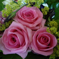 PRETTY PINK ROSES