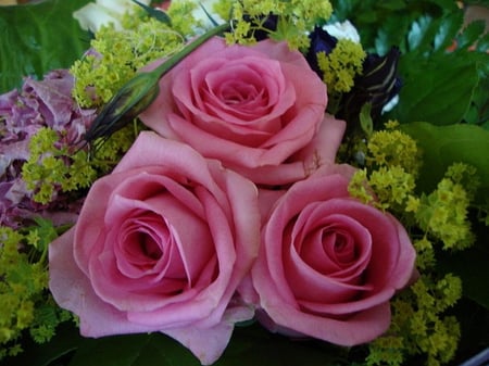 PRETTY PINK ROSES - three, roses, pink, pretty