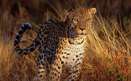 Cheetah - wildlife, cheetah, animal, cat, feline