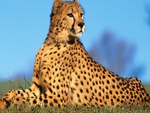 Cheetah