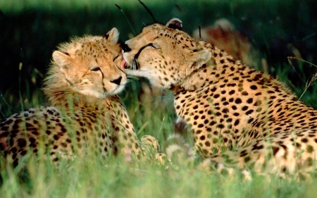 Cheetah's love - wildlife, cheetah, animal, cat, feline