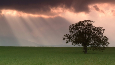 Nature - cloud, sky, landscape, tree, nature, grass