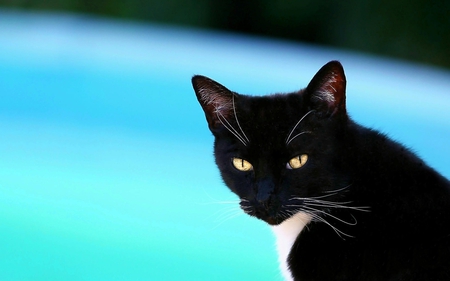 Black cat - animal, black, kitten, cat, feline