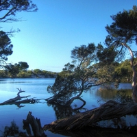 Swimming Trees