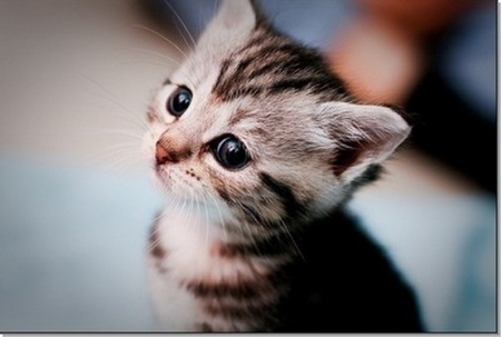 Cute kitten - animal, cute, kitten, cat, feline