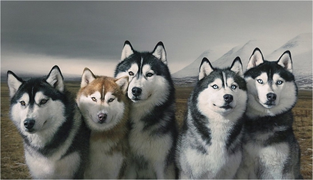 Huskies - dog, husky, loyal, animal