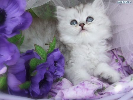 White kitten and purple flowers - purple, cat, animal, pet, flower, kitten