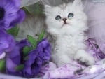 White kitten and purple flowers