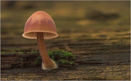 amazing mushroom - giant, mushroom, amazing, brown