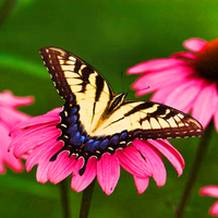 Tiger-Swallowtail-Butterfly & Pink Daisy