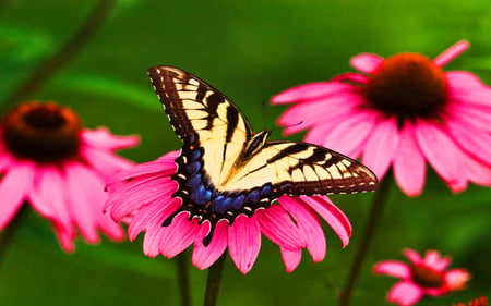 Tiger-Swallowtail-Butterfly & Pink Daisy - flower, wp, butterfly, pink