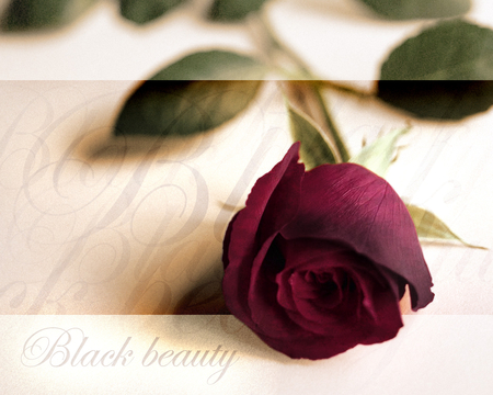 Black Beauty - nature, rose, flower, red