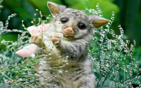 Playful-Squirrel-in-Grass - play, wp, animal, squirrel