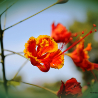 red with yallow flower