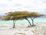 couple tree along the shore