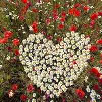 Heart of flowers