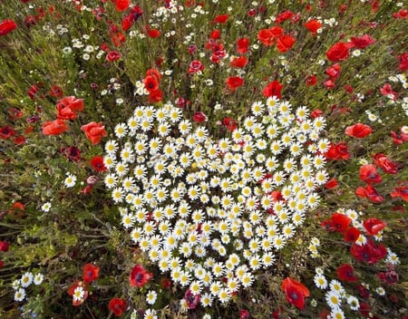 Heart of flowers - warmth, poppy, heart, beautiful, daisy, beauty, lovely, flowers, fiels, nature, sunny day