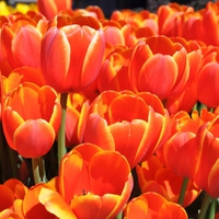 Tulips