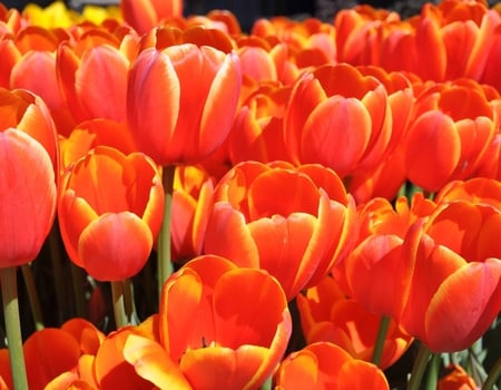 Tulips - beauty, delicate, soft, tulips, field, lovely, beautiful, petals, sunny, flowers