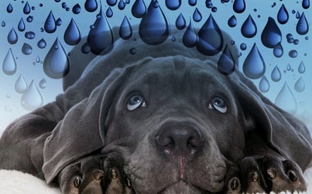 Oh no... verry big drops of rain - fantasy animals, water, dog, rain