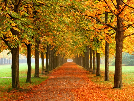 Road Trees - trees, picture, beautiful, autumn, road