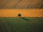 Agricultural Landscape near Cognac, Charente, France