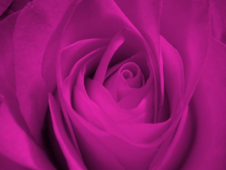 Spectacularlyâ™¥ - purple, magical, rose, precious, flowers, special, gorgeous, violet, lavender, espectacular, floral, wonderful, nature