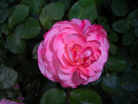 PERFECTION - flower, pink, rose, pretty