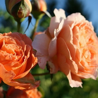 APRICOT ROSES