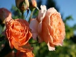 APRICOT ROSES