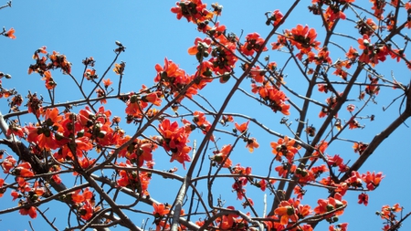 Beautiful tree - blooming, lovely, orange flower, beautiful