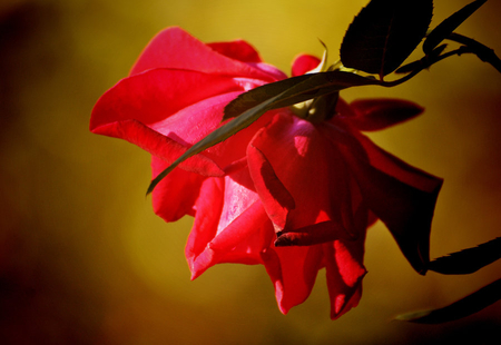 Beauty No Forgotten - nature, effects, flare, rose, flower