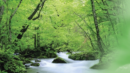 Forest Stream - riverlet, stream, brook, spring, creek, relaxing, woods, forest, green