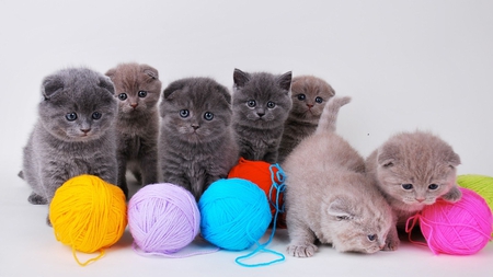 Beautiful Kittens - kittens, beautiful, cute, cats, adorable, sweet