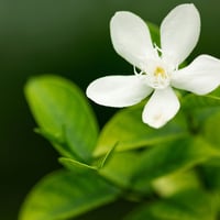 Beautiful White Flower