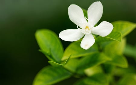 Beautiful White Flower - beautiful, white, flower, green