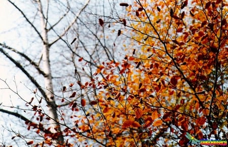 Outono - Porto - leaves, nature, leaf, autumn