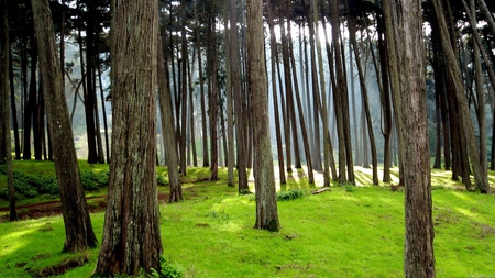 Beautiful Forest - green, tree, forest, beautiful