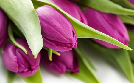 Purple Tulips - spring, petals, purple, leaves