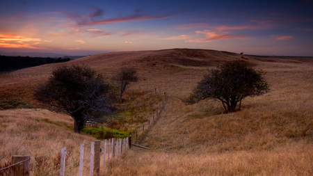 sunset over two and a half trees - fields, fence, trees, hills, sunset