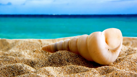 sea shell - nature, beaches, shell, sand, sea