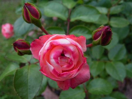 ROSE - plant, pretty, rose, flower