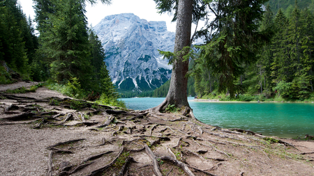 rooted tree near the dolomites - roots, tree, mountain, river