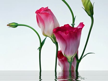 Happy Birthday Dee - roses, water, tulips, white, reflections, blossoming, pink, red, green, flowers