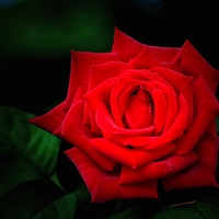 red rose